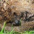Erinaceus europaeus 4250021