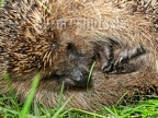Erinaceus europaeus 4250021