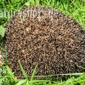 Erinaceus europaeus 4250024