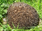 Erinaceus europaeus 4250024