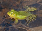 Pelophylax lessonae 4228401