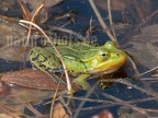 Pelophylax lessonae 4228405