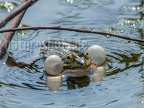 Pelophylax lessonae 4228430