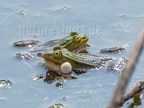Pelophylax lessonae 4228438
