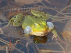 Pelophylax lessonae 4228501