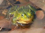 Pelophylax lessonae (Kleiner Wasserfrosch · Pool frog)