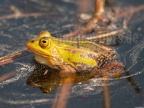 Pelophylax lessonae 4228545