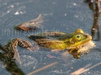 Pelophylax lessonae 4228570