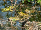 Pelophylax lessonae 4228576