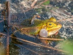 Pelophylax lessonae 4228577