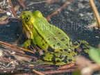 Pelophylax lessonae 4228584