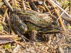 Pelophylax lessonae 4025882