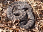 Vipera berus 4025785
