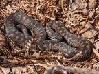 Vipera berus 4025824