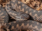 Vipera berus 4025858