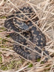 Vipera berus 4025895