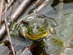 Pelophylax lessonae 6028096