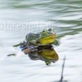 Pelophylax lessonae 6028128