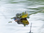 Pelophylax lessonae 6028128