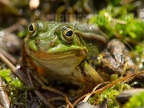Pelophylax lessonae 6028136