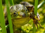 Pelophylax lessonae 6028146