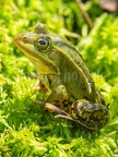 Pelophylax lessonae 6028153