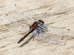 Leucorrhinia dubia 6028103