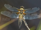 Libellula quadrimaculata 6028160