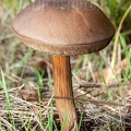 Mushroom 9195205