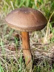 Mushroom 9195205