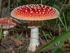 Pilze und Flechten · Mushrooms and lichens