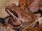 Rana arvalis 9195175