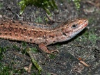 Zootoca vivipara 9195181