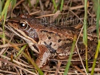 Rana arvalis 9265229