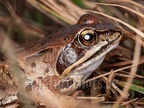 Rana arvalis 9265243