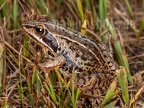 Rana arvalis 9265260