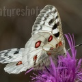 Parnassius apollo vinningensis 6110741