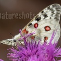 Parnassius apollo vinningensis 6110744