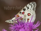 Parnassius apollo vinningensis 6110744