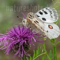 Parnassius apollo vinningensis 6110771