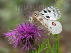 Parnassius apollo vinningensis 6110771