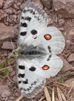 Parnassius apollo vinningensis 6110775