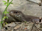 Anguis fragilis 6110712