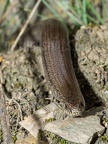Anguis fragilis 6110719