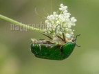 Cetonia aurata 6110723