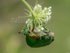 Cetonia aurata 6110724