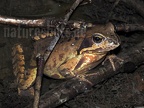 Rana temporaria 3190521