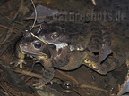 Rana temporaria amplexus 3190526