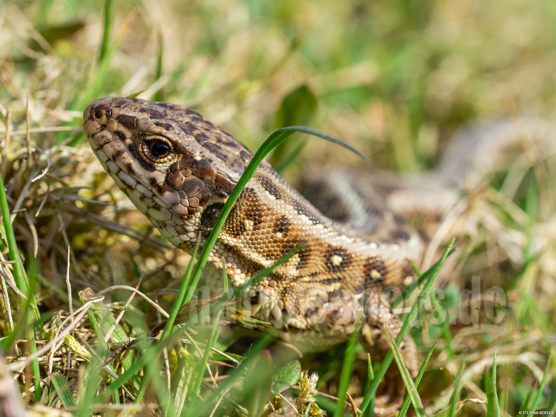 Lacerta_agilis_agilis_female_3242119.jpg