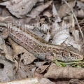Lacerta agilis agilis female 5124321
